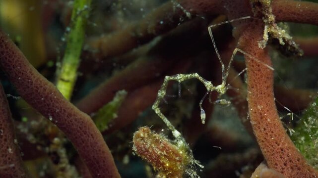 A Skeleton Shrimp or Ghost Shrimp (Caprellidae). Full length, turns and climbs up. Surrounded by the clan. filmed in Anilao, Philippines