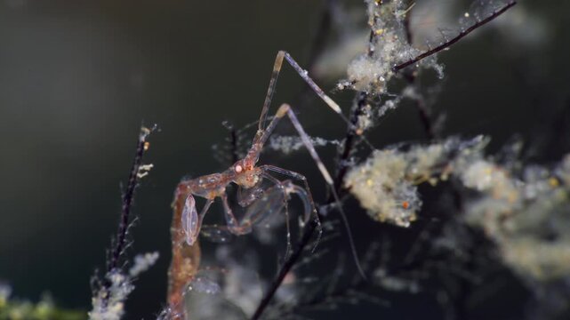 Closeup of the head of single Skeleton Shrimp or Ghost Shrimp (Caprellidae), feeding and facing the camera, filmed in Anilao, Philippines