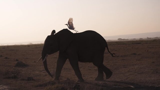 Slow Motion Elephant and Cattle Egret Bird on the Savannah in Amboseli at Sunset, Symbiotic Relationship with Elephant Walking and African Bird on its Back on African Wildlife Safari in Africa.