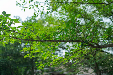 Obraz premium Horizontal green tree branches with dense foliage blooming in Baita Park in Hangzhou