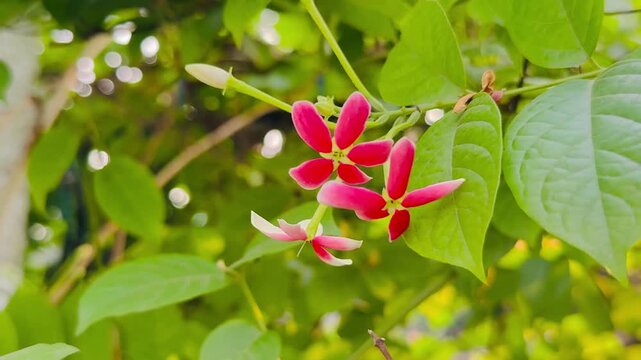 Beautiful Rangoon Creeper Flowers Swaying in the Wind with Green Leaves