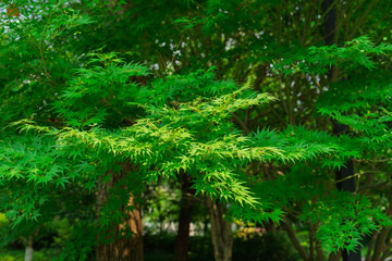 Fototapeta premium Lush green maple tree branches with dense foliage in Baita Park in Hangzhou