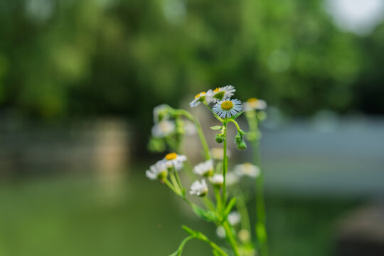 Close up of small white annual fleabane wild daisy flowers blooming in Baita Park in Hangzhou