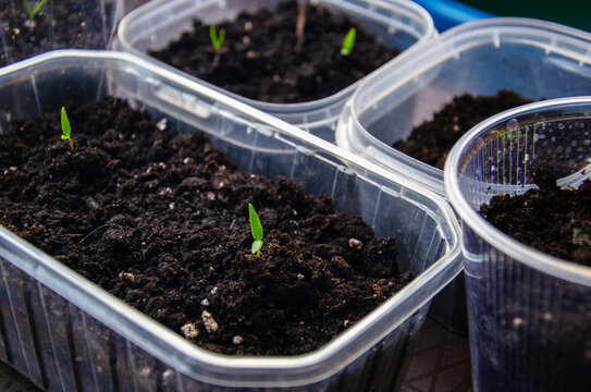 Tiny green seedlings sprout from rich soil in clear plastic containers for planting