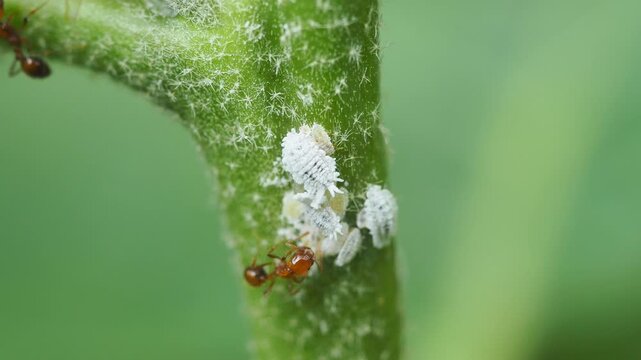 Macro shot of ants tending and farming mealybugs on a green plant stem.