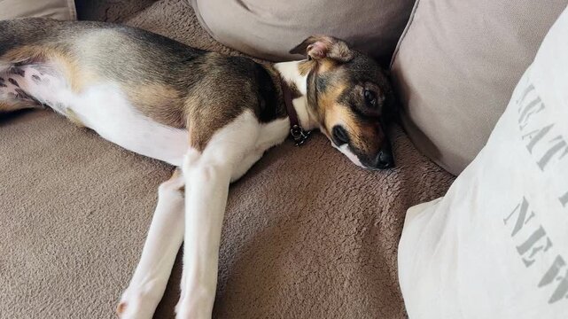 Dog Stretching Relaxing Sofa Funny Lazy Pet Video Home Indoor
