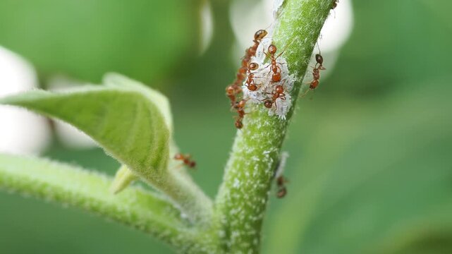 Mealybugs pest infestation on a plant stem with protective ants.