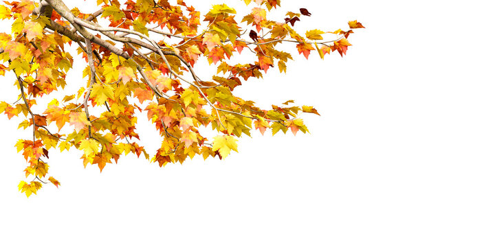 Yellow and Gold Autumn Tree Leaves Overlay PNG