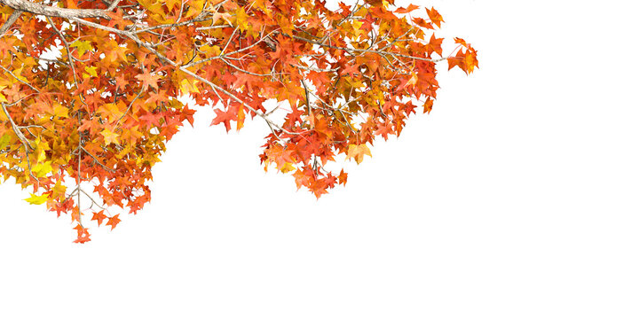 Autumn Tree Branches with Orange Leaves Foreground Cutout