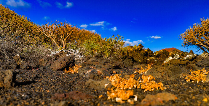 Lanzarote, Canary Islands, Spain