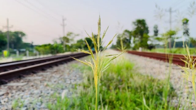Wild grass ears swaying gently near railway lines with a blurred countryside landscape background