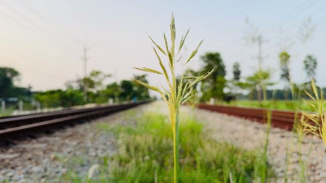 Close-up of wild grass flowers blowing in the wind between dual railway tracks under a sunset sky