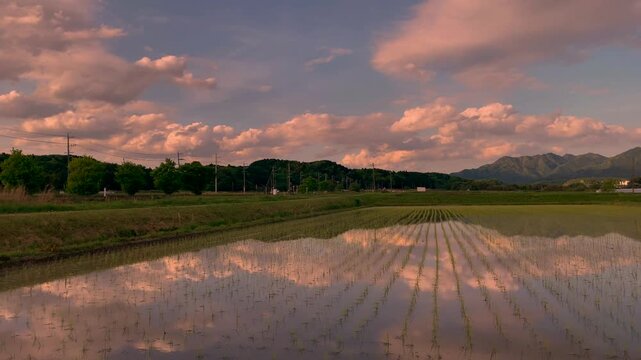 4K Timelapse: Warm Tone Clouds Reflected on Rice Field | No Audio