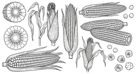 Fototapeta premium Black and white corn illustrations, corn vector set, maize icons, agricultural symbols