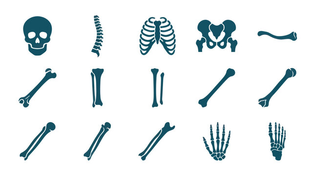 Minimal flat vector icon set featuring 12 human bones: skull, spine, rib cage, pelvis, femur, tibia, fibula, humerus, radius, ulna, hand bones, and foot bones
