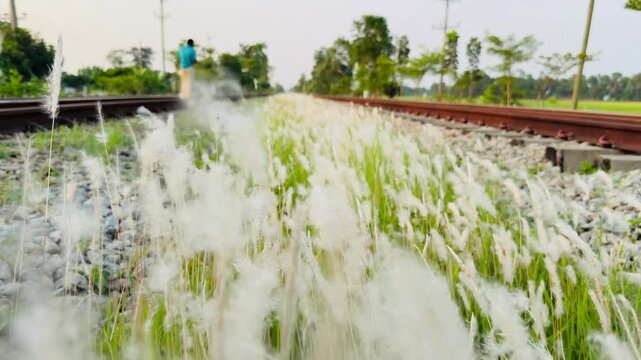 Beautiful wild white flowers moving in the breeze near railway lines with a blurred background.