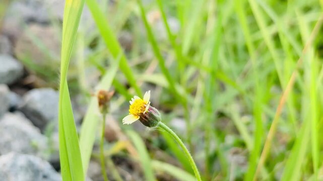 Tridax Procumbens Flower on a Tiny Stem with Blurred Nature Background