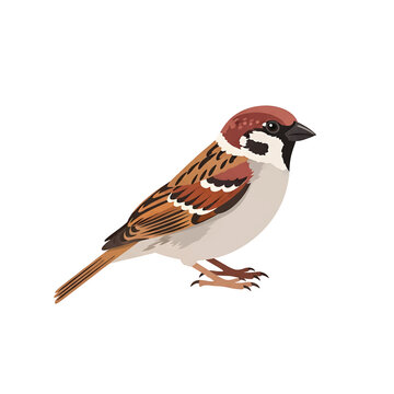 Sparrow Bird Perched on Ground Looking.