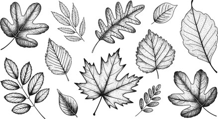 Detailed Leaf Silhouette Vector Set with Maple, Oak, and Mixed Botanical Leaves for Nature, Garden, and Autumn Design Projects © Art by Chandon