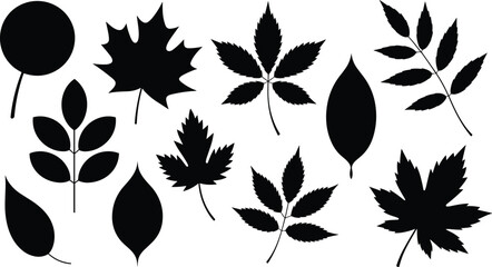 Leaf Silhouette Vector Set with Maple, Oak, and Mixed Botanical Leaves for Nature, Garden, and Minimalist Design Projects © Art by Chandon