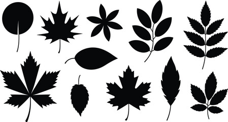 Vector Set with Maple, Oak, and Mixed Botanical Leaves for Nature, Garden, and Minimalist Design Projects © Art by Chandon