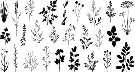 Wildflower and Botanical Plant Silhouette Vector Collection with Minimalist Grass, Leaf, and Flower Icons for Nature, Garden, and Herbal Design © Art by Chandon