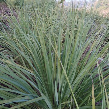 Green lemongrass plant growing in a tropical garden on a sunny day