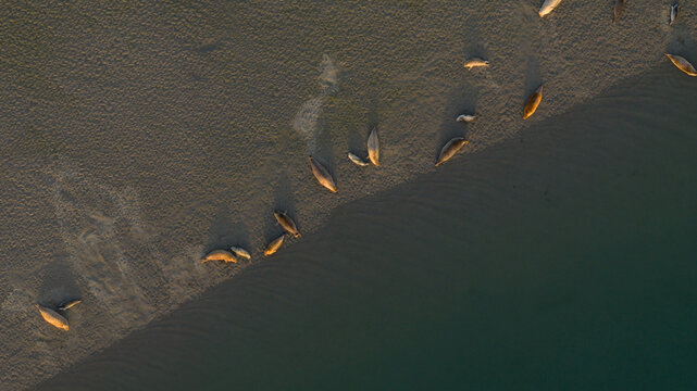 Aerial view of Roggenplaat sandbank with a group of seals resting on the shore in Schouwen-Duiveland, Zeeland, Netherlands.
