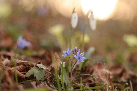 fiori di scilla nel bosco in marzo al tramonto