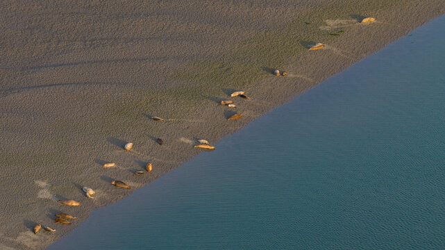 Aerial view of a colony of seals resting on the sandy shores of the Roggenplaat sandbank in Schouwen-Duiveland, Zeeland, Netherlands.