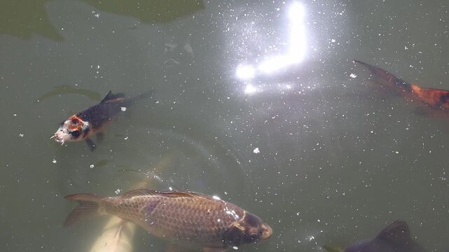 Colorful koi carp fish swimming in a green pond with sun glare