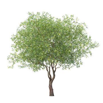Chinese willow green tree isolated transparent background photo realistic 3d rendering PNG 16 bit with alpha channel