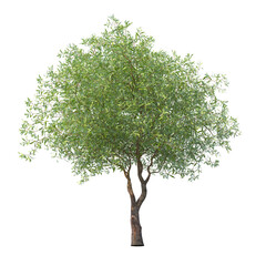 Fototapeta premium Chinese willow green tree isolated transparent background photo realistic 3d rendering PNG 16 bit with alpha channel