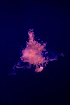 Pink jellyfish drifting. Mauve stinger specimen. Glowing marine organism. Transparent ocean creature. Flowing tentacles underwater. Deep sea biology. Floating gelatinous species. Pelagic wildlife