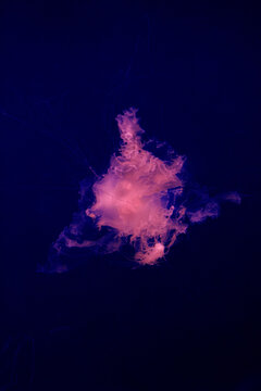Pink jellyfish drifting. Mauve stinger specimen. Glowing marine organism. Transparent ocean creature. Flowing tentacles underwater. Deep sea biology. Floating gelatinous species. Pelagic wildlife