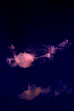 Pink jellyfish drifting. Mauve stinger specimen. Glowing marine organism. Transparent ocean creature. Flowing tentacles underwater. Deep sea biology. Floating gelatinous species. Pelagic wildlife