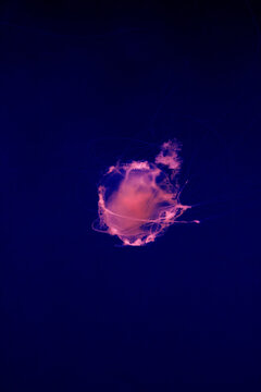 Pink jellyfish drifting. Mauve stinger specimen. Glowing marine organism. Transparent ocean creature. Flowing tentacles underwater. Deep sea biology. Floating gelatinous species. Pelagic wildlife