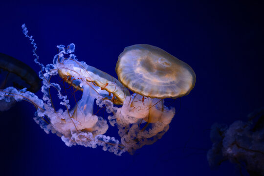 Jellyfish. Pacific sea nettle. Chrysaora fuscescens specimen. Saucer shaped bell. Translucent marine organism. Golden rimmed umbrella. Reddish thin tentacles. Lacy white arms. Frilly oral appendages