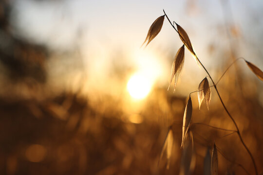 plant in the forest at sunset time