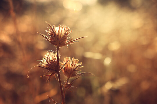 plant in the forest at sunset time