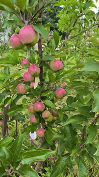 apples on a tree