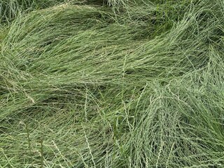 Fototapeta premium bent grass texture