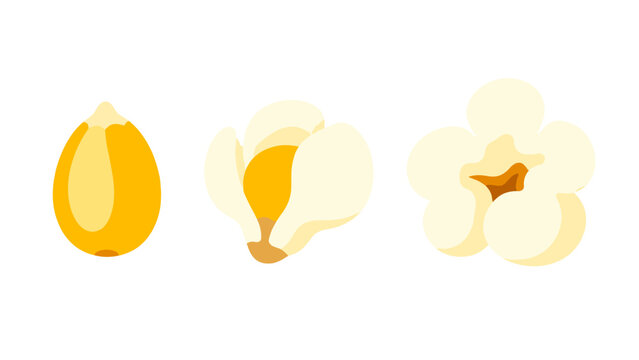 Popcorn kernel and popped corn stages isolated on white
