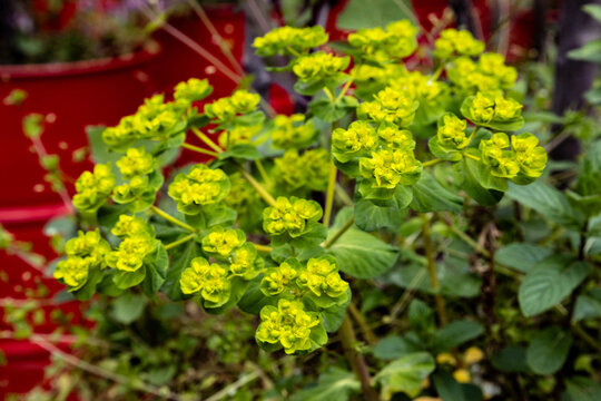 Mediterranean euphorbia spurge plant with bright green yellow flower inflorescence on a spring day. Wild blooming flora bush closeup under soft daylight, garden design, April, Turkey.