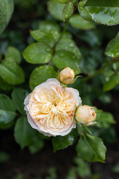 Close-up vertical shot of blooming peach cream english rose with water drops on green leaves after rain in natural garden setting.