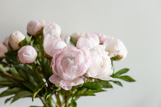 Vertical shot of lush pink peony bouquet with green leaves against neutral grey wall in natural light.