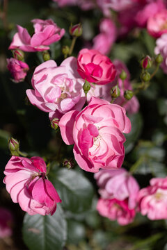 Close-up vertical shot of blooming pink rose with water drops on green leaves after rain in natural garden setting.