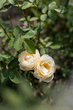 Close-up vertical shot of blooming cream rose with water drops on green leaves after rain in natural garden setting.