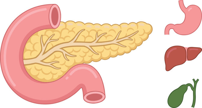 Human digestive system organs vector set featuring detailed anatomy of pancreas and duodenum alongside stomach liver and gallbladder internal gland icons