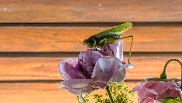 Green bush cricket sitting on a blooming pink rose